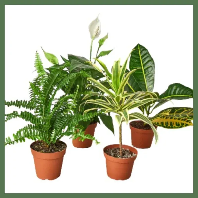 Air Purifying Plant Variety Bundle